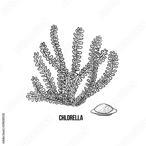 Algae - chlorella. Green and red edible algae. Black sketch on a white background. Vector hand drawn illustration.