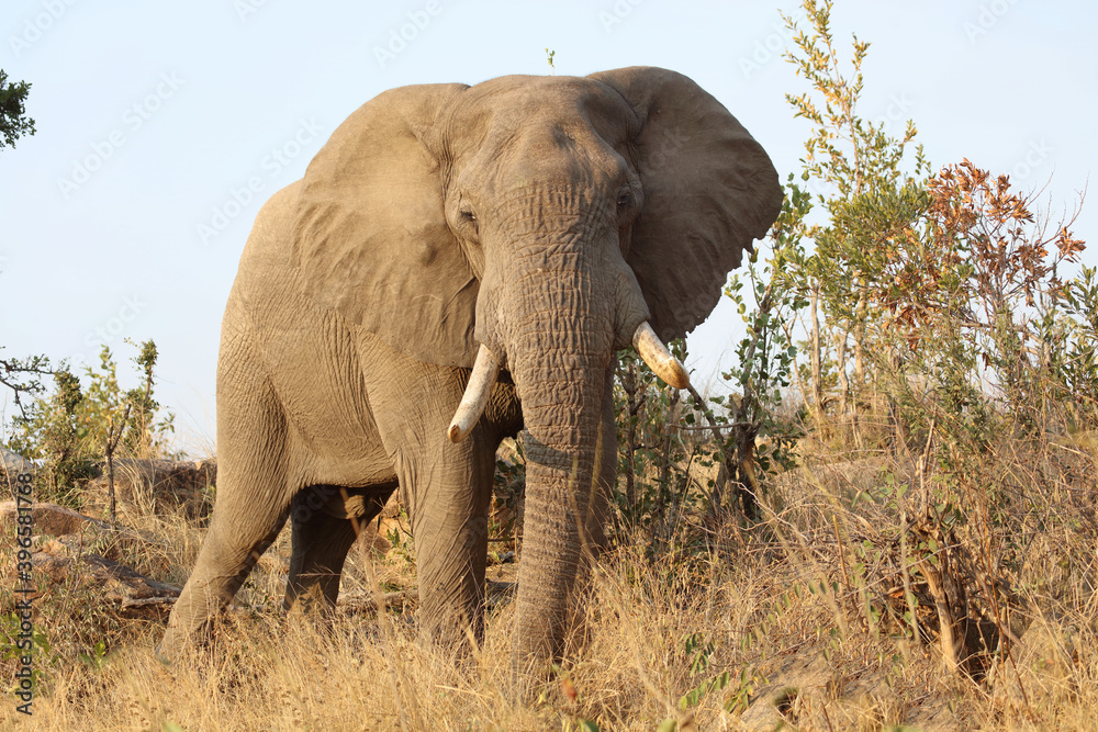 Fototapeta premium Afrikanischer Elefant / African elephant / Loxodonta africana