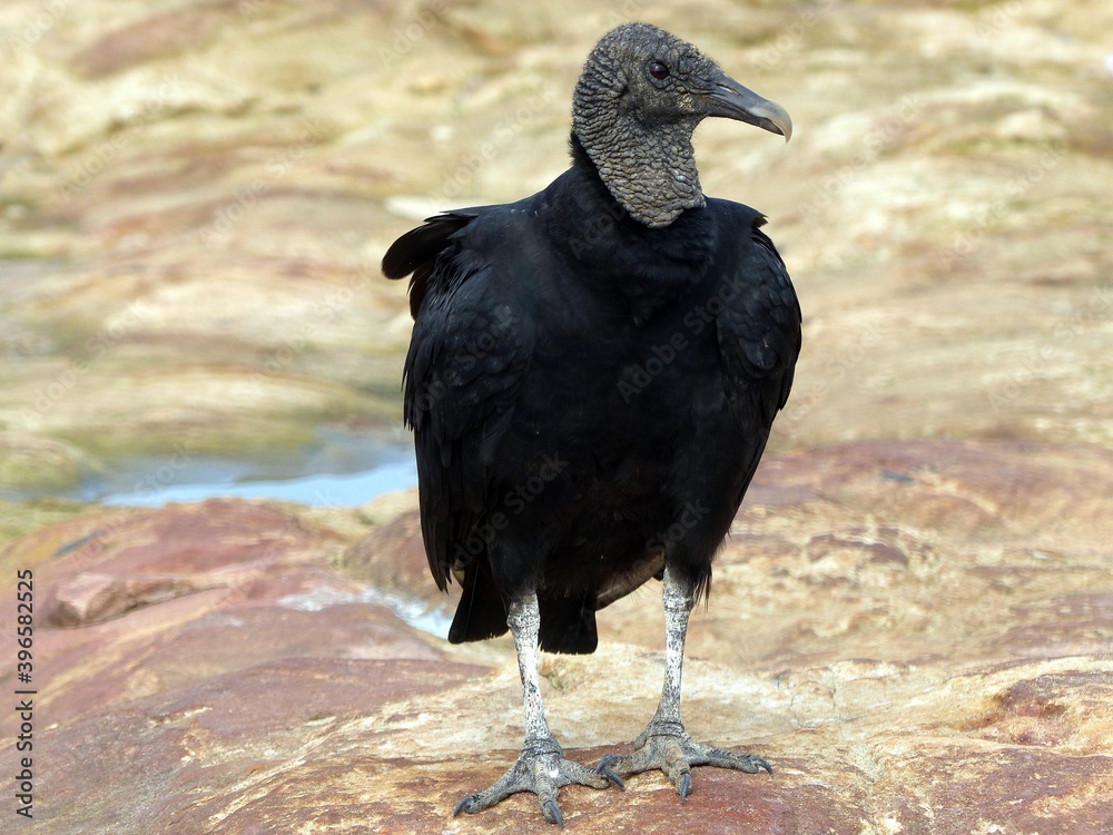Fototapeta premium Black Vulture (Coragyps atratus) Cathartidae family. On the Rio Negro riverside. Manaus, Amazon - Brazil.