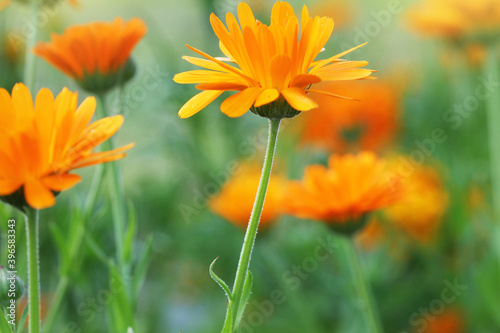 Marigold flowers in the meadow in the sunlight