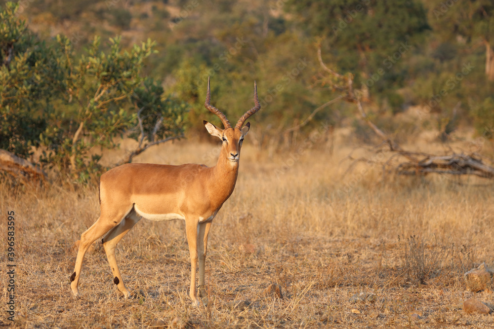 Schwarzfersenantilope / Impala / Aepyceros melampus Schwarzfersenantilope / Impala / Aepyceros melampus