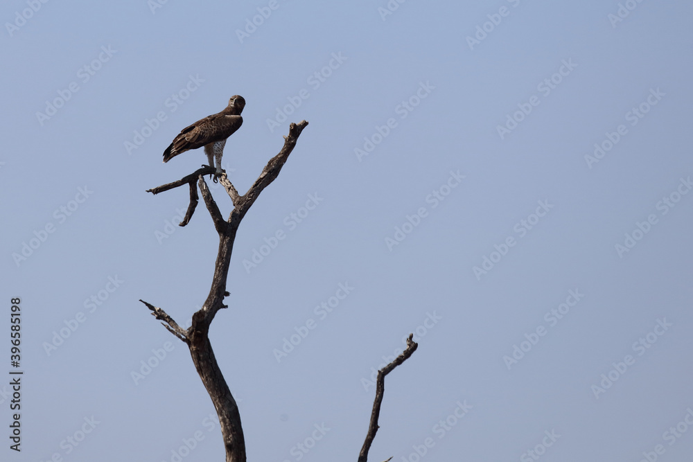 Kampfadler / Martial Eagle / Polemaetus bellicosus Kampfadler / Martial Eagle / Polemaetus bellicosus