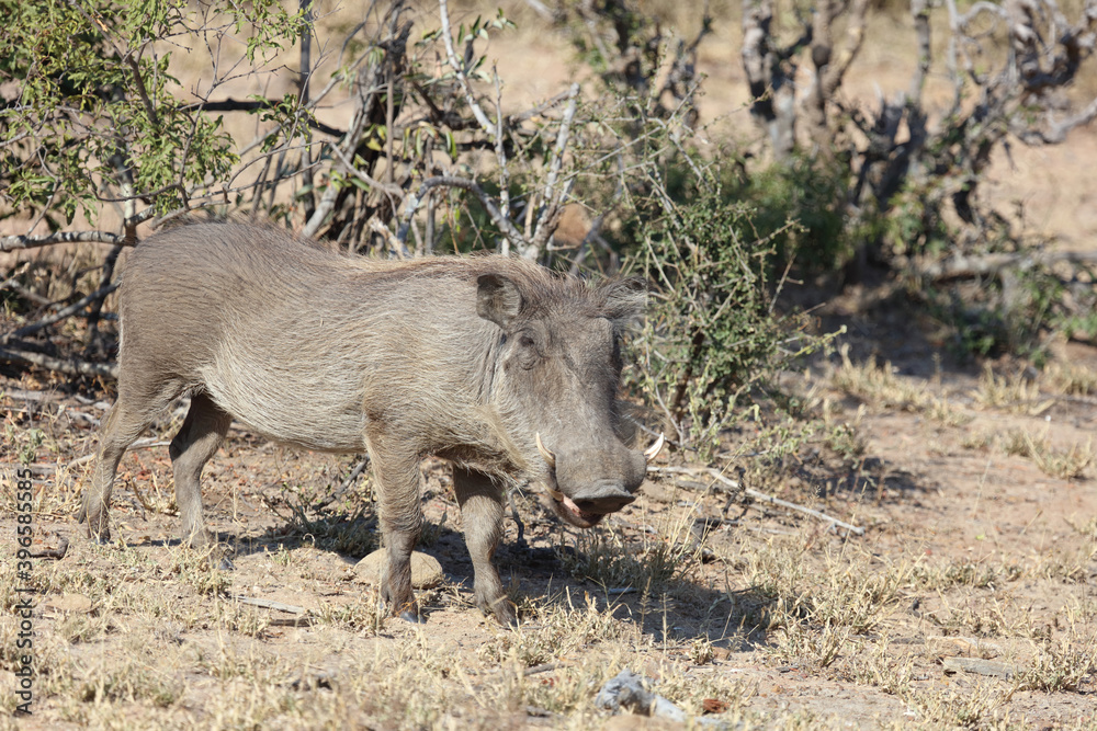 Warzenschwein / Warthog / Phacochoerus africanus Warzenschwein / Warthog / Phacochoerus africanus