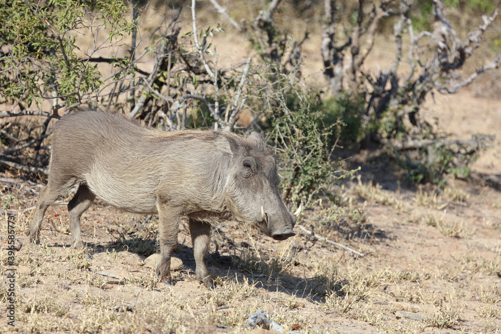 Warzenschwein / Warthog / Phacochoerus africanus... Warzenschwein / Warthog / Phacochoerus africanus...