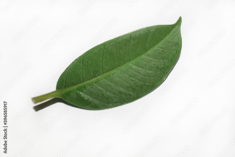 Green leaf from ficus on a white background, close-up, top view. A sinewy leaf on the back. Indoor plant. Green leaf from ficus on a white background, close-up, top view. A sinewy leaf on the back. Indoor plant.