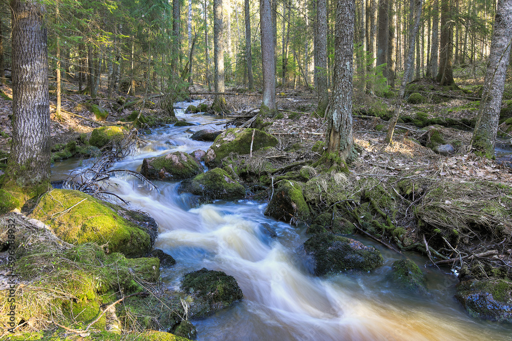 Spring river in the middle of the forest