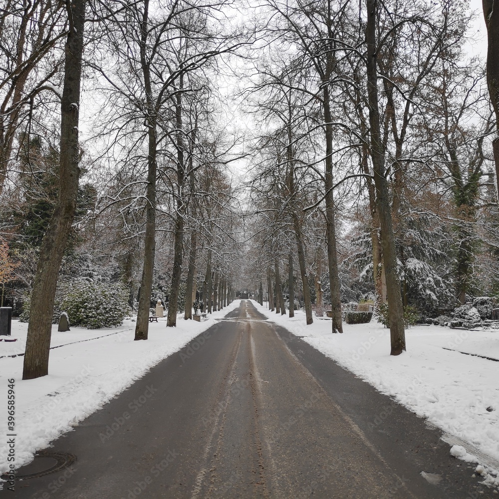 Trees and a cleared road on a snowy day in Germany Trees and a cleared road on a snowy day in Germany