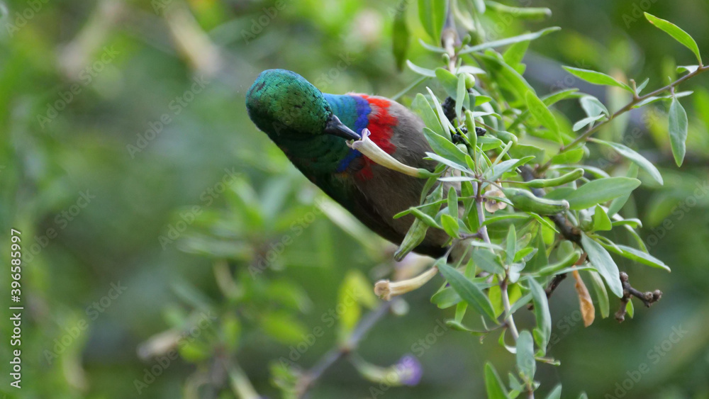 Fototapeta premium Hummingbird gets nectar from the flower in a tree