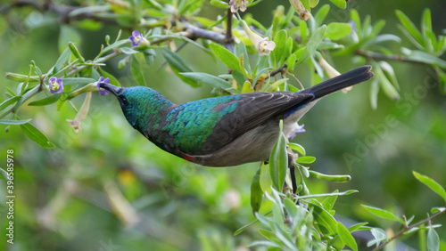 Hummingbird gets nectar from the flower in a tree photo