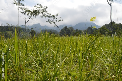 beautiful landscape for tropical mountain