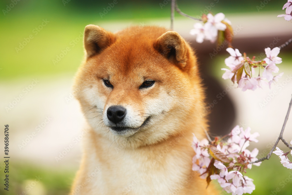 Close-up portrait of red shiba inu dog on cherry blossom's background. Japanese shiba dog and blooming sakura. Hanami