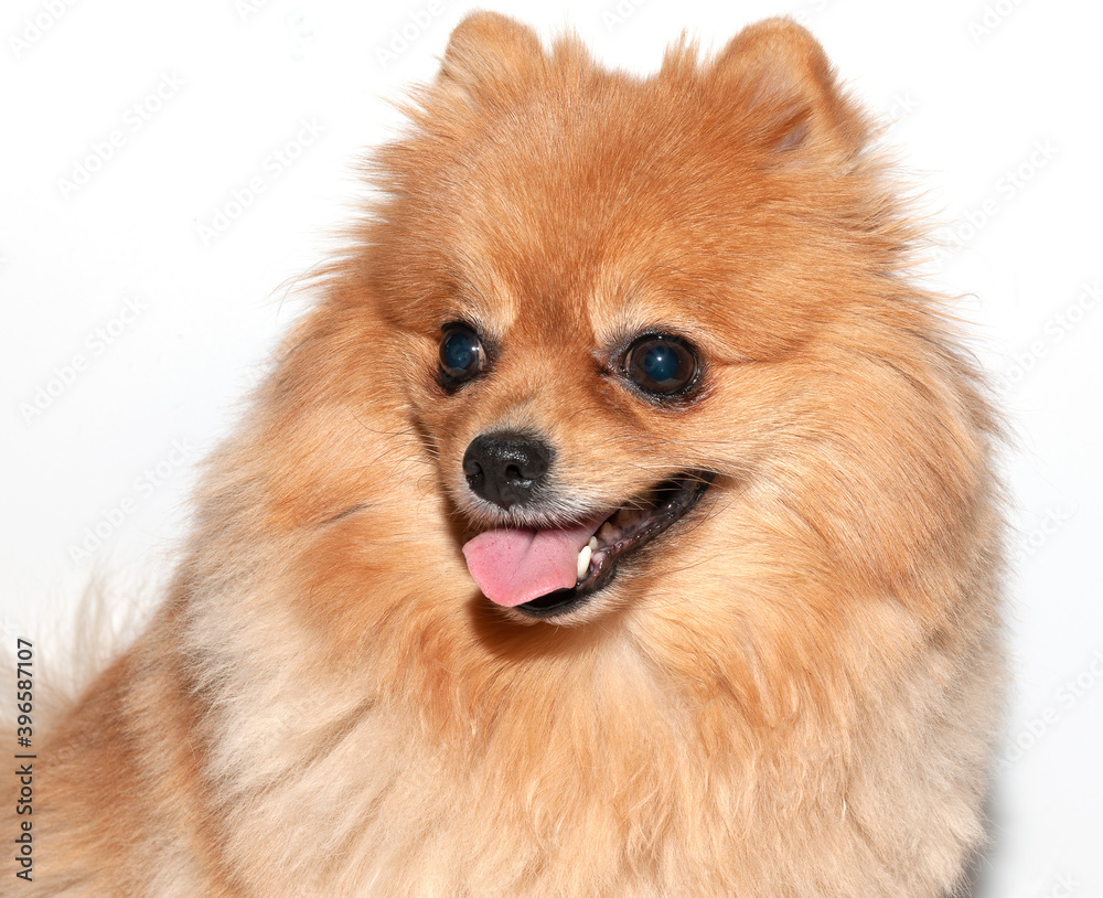 red-haired Spitz breed
