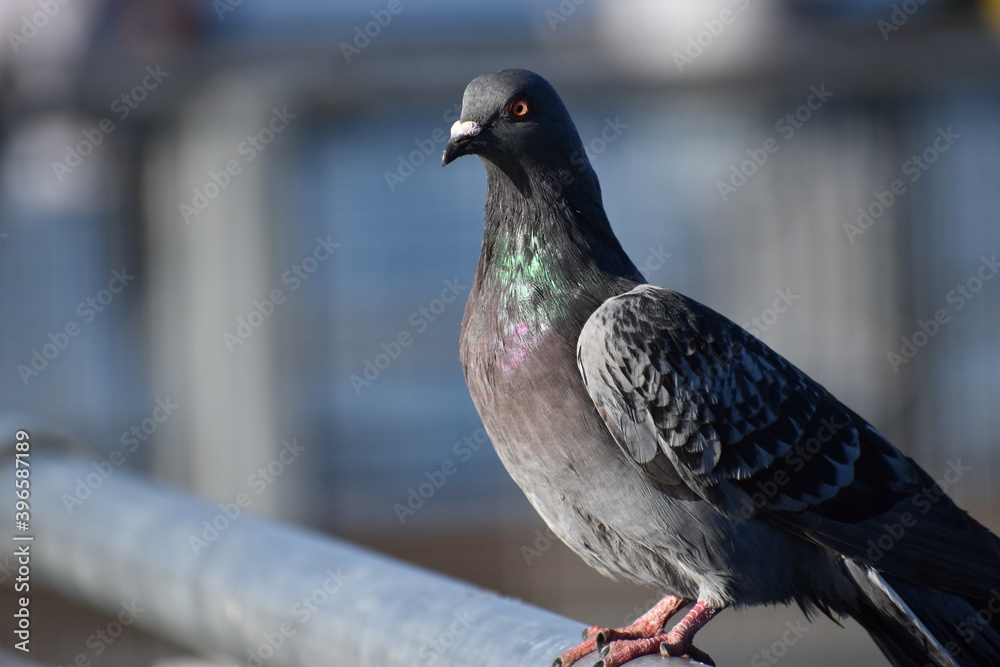 pigeon on the wall, Pigeon, Bird, Nature, pigeon on the wall, Pigeon, Bird, Nature,