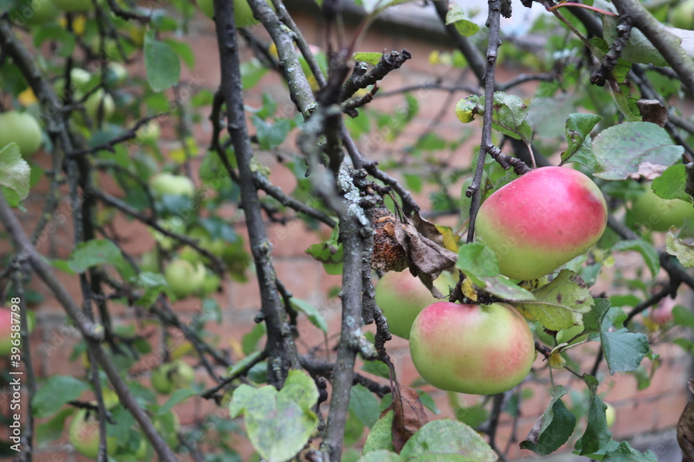 Äpfel vor Ziegelmauer 