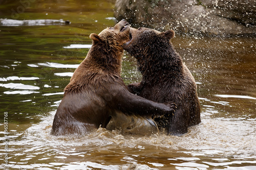 brown bear (Ursus arctos) two males play in the water as they fight