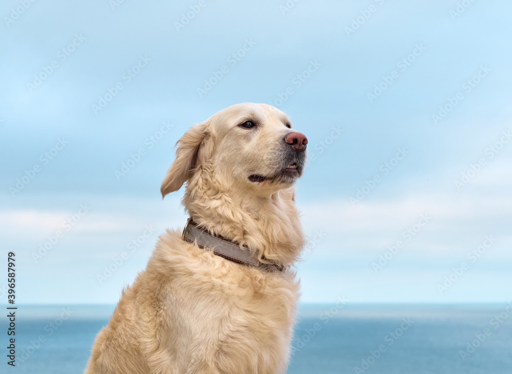 White golden labrador retriever dog on the beach White golden labrador retriever dog on the beach