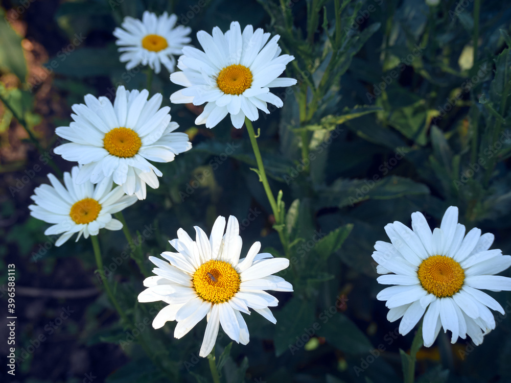 Fototapeta premium Chamomile flowers in the meadow.