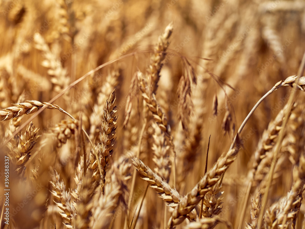 Golden ripe ears of wheat. Golden ripe ears of wheat.