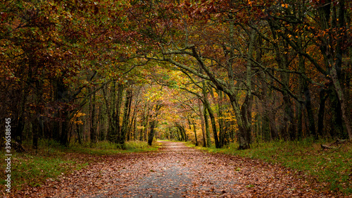 Canvas-taulu Country road in autumn Virginian forest