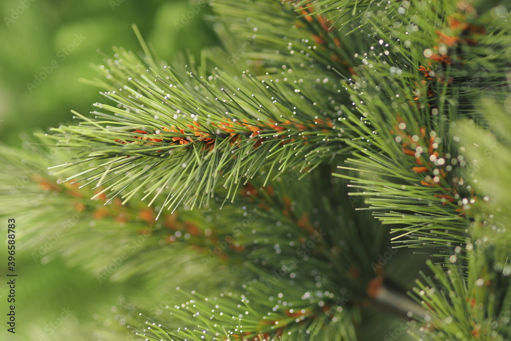 New Year and Christmas. The background is a green Christmas tree. High quality photo