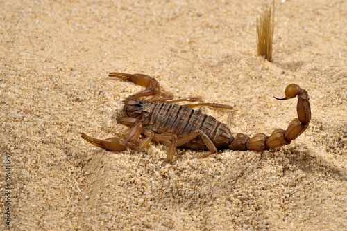 escorpión en la arena