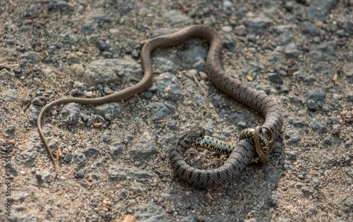 A snake (Coluber caspius) swallows a smaller one of the same species.