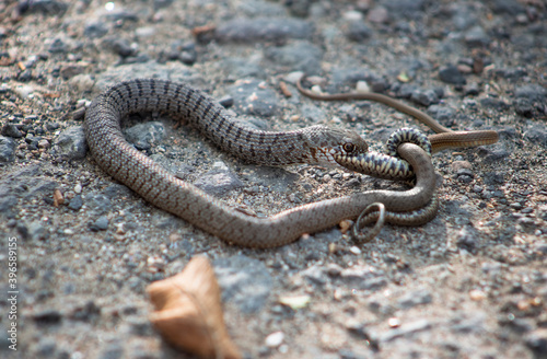 A small snake swallows another smaller one.