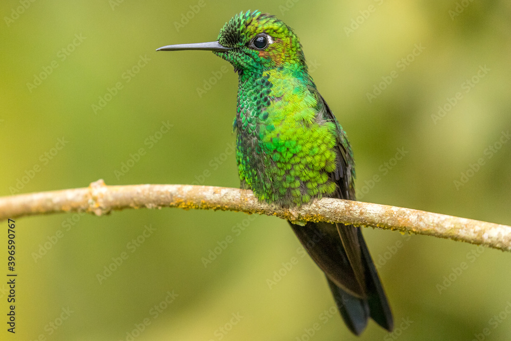 Fototapeta premium a metallic green hummingbird perched on a branch, Costa Rica