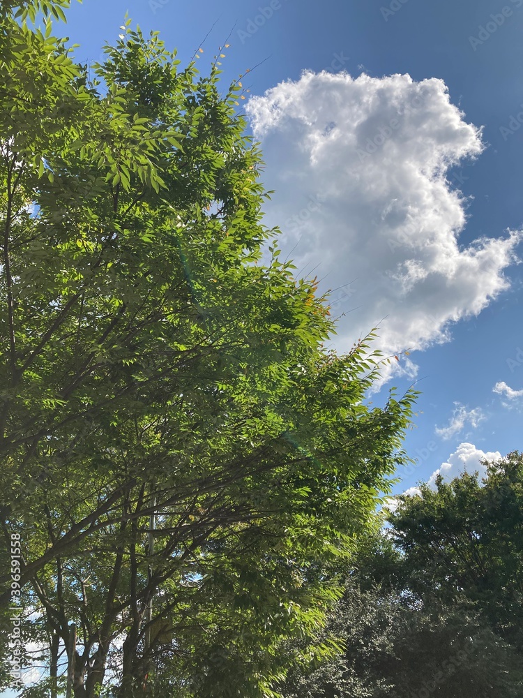 Obraz premium 햇살받은 나무