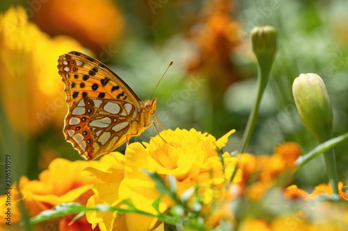 Queen of Spain fritillary, a small orange, white and black butterfly, sitting on yellow flower growing in a garden. Sunny summer day. Blurry background.