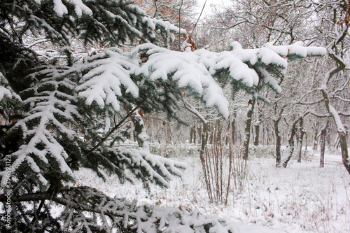 Snow-covered fir tree. Winter landscape with spruce tree branches in the park or forest. 