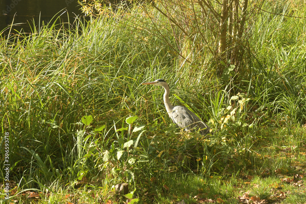 reiher reiher