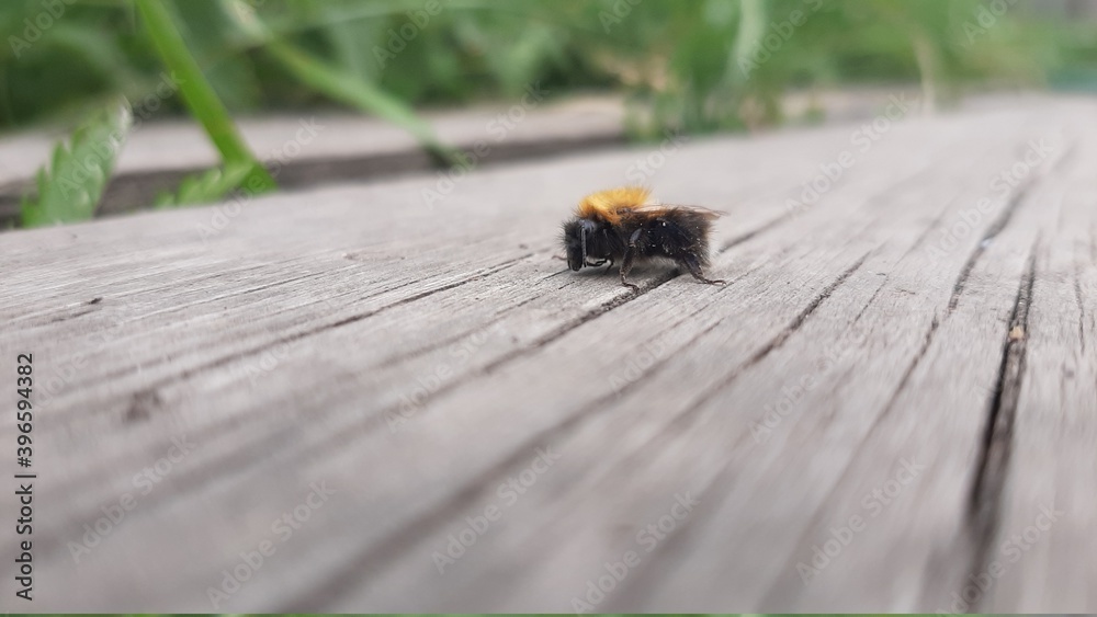 bug on the ground bug on the ground