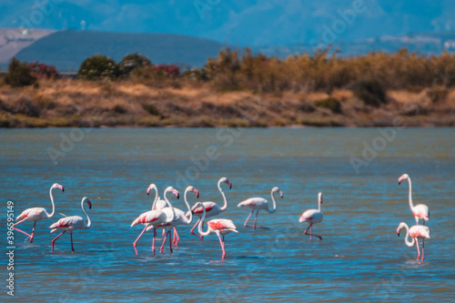 Fotografie Fenicotteri nelle saline 4