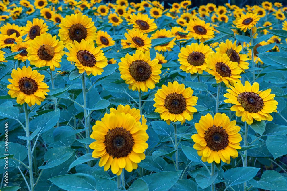 Sunflowers in a nature background.Beautiful yellow flowers in field. Sunflowers in a nature background.Beautiful yellow flowers in field.