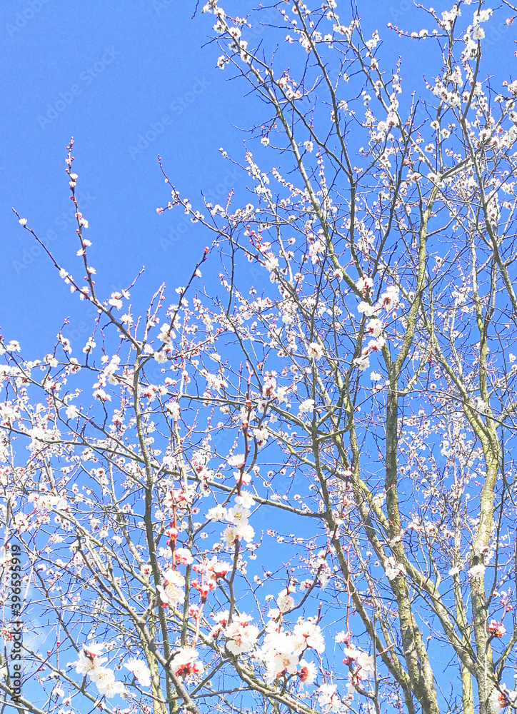 tree blooms background sky blue the abundance of floral background with a blooming flower flowering apricot 
