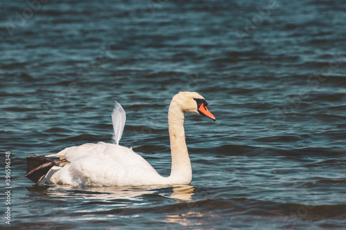 Schwan mit abstehender Feder und Flosse Bein in der Kieler F  rde   2020