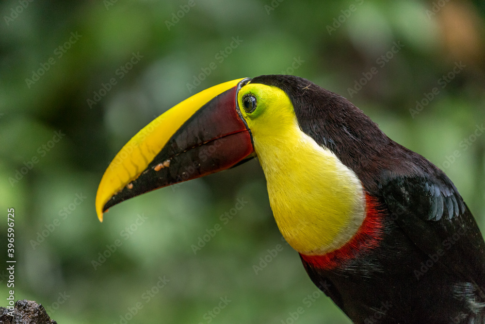 Fototapeta premium Portrait of chestnut mandibled toucan, Costa Rica