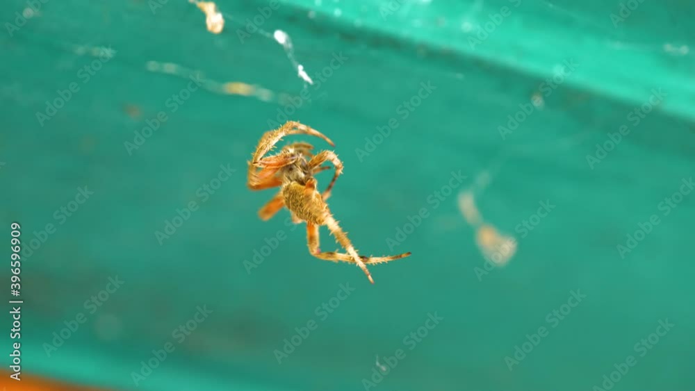 Orb-weaver spider building web in doorframe Orb-weaver spider building web in doorframe