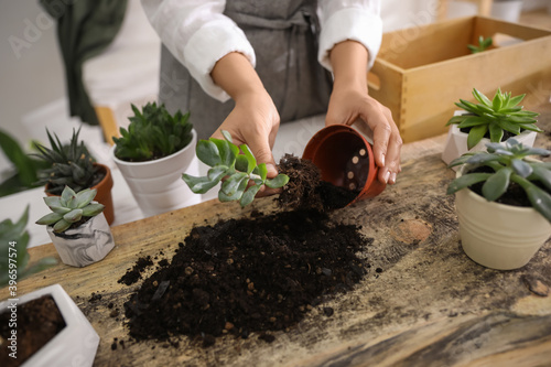Woman planting succulents at wooden table indoors, closeup
