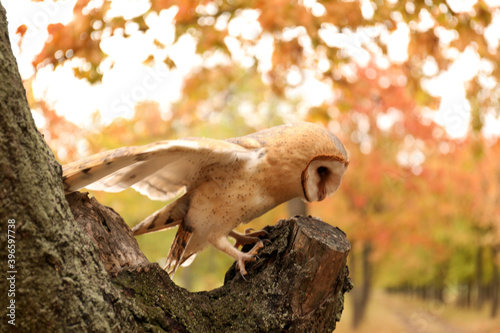 Fototapeta Naklejka Na Ścianę i Meble -  Beautiful common barn owl on tree outdoors