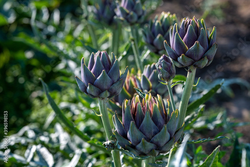 Artichocken auf dem Feld, kurz vor der Ernte photo