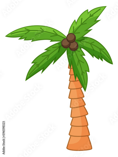 Palm tree isolated at white, cartoon style, exotic tree with coconuts, green leaves, natural and subtropical plant, growing in hot warm countries, symbol of africa or hawaii, paradise concept