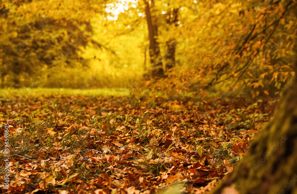 Blurred view of forest on autumn day, focus on ground covered with dry leaves