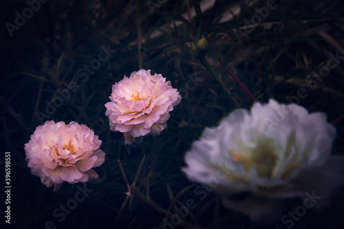 closeup happy romance sweet wild flower bloom pink petal