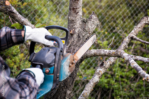 Farmer wears protective gloves and cuts the dry branches of a cherry tree in autumn with the chainsaw . Traditional agriculture. 
