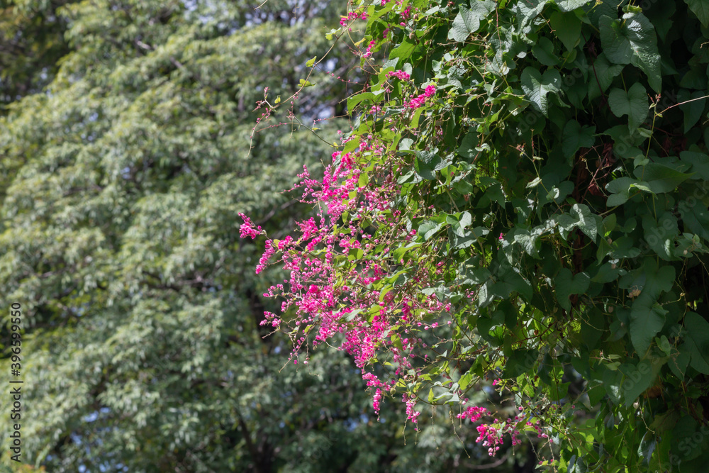Beautiful Mexican creeper flower in the garden.Antigonon leptopus, commonly known as coral vine, Coralita or San Miguelito vine.