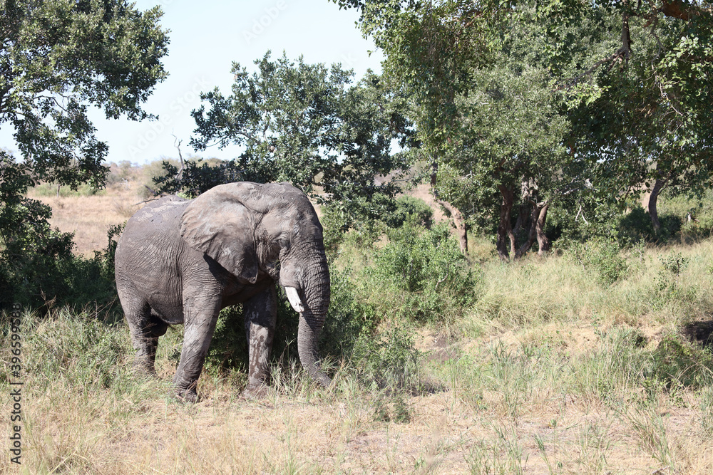 Fototapeta premium Afrikanischer Elefant / African elephant / Loxodonta africana