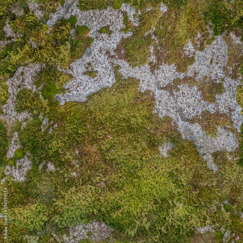 Mossy moss bitmap texture (for landscape designers)