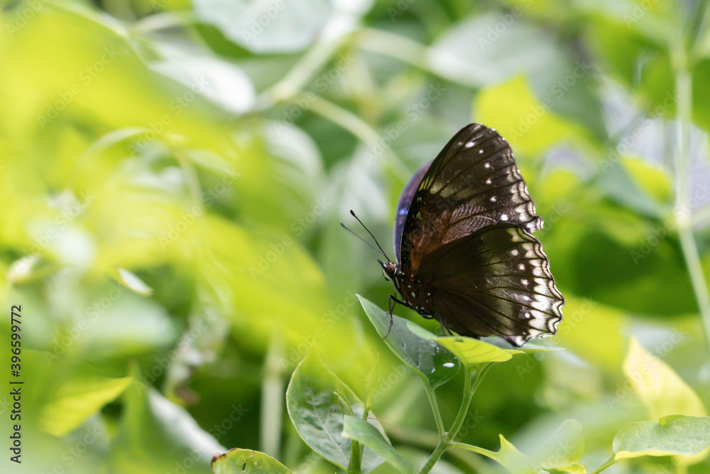 Close up butterfly on green leaf in the garden. Close up butterfly on green leaf in the garden.